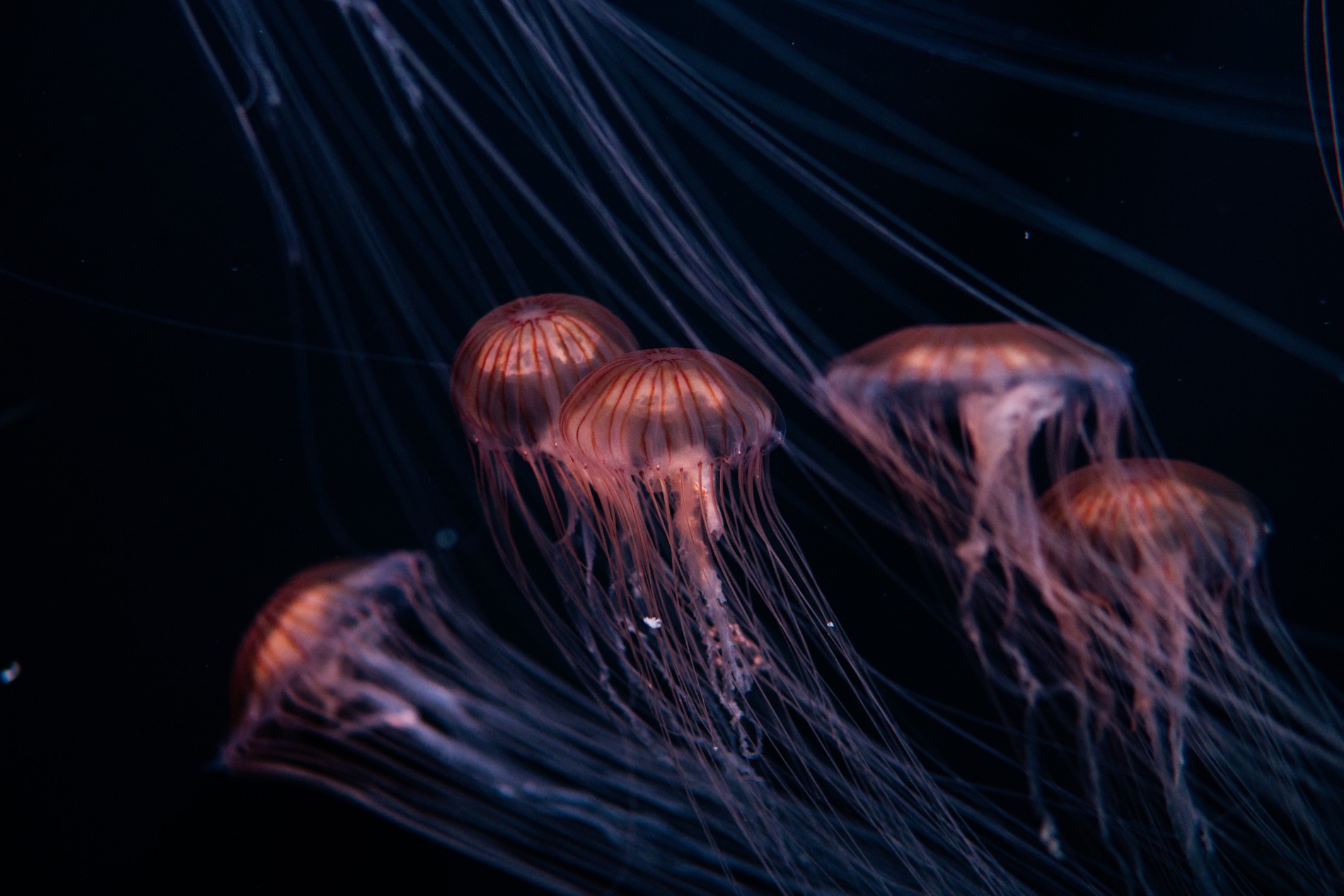 JellyFish